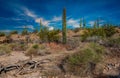 Ancient Saguaro Cactus in Saguaro National Park