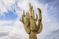 Ancient Saguaro Cactus tree, Arizona,USA