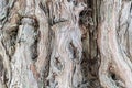 Ancient sandalwood trunk closeup