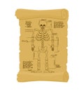 Ancient scroll of skeleton. Archaic papyrus of anatomical Structure of man. Old scheme. Secret Invention of Leonardo da Vinci. Vi