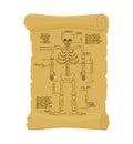 Ancient scroll of skeleton. Archaic papyrus of anatomical Structure of man. Old scheme. Secret Invention of Leonardo da Vinci. Vi Royalty Free Stock Photo