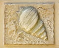 Ancient sea shell flat square textured background