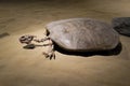 Ancient Sea Turtle Fossil Royalty Free Stock Photo