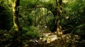 An ancient semi-hidden stone bridge between a green forest over a stream