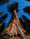 Ancient Sequoia Tree Against a Clear Blue Sky Royalty Free Stock Photo