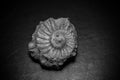 Small Fossilized Seashell