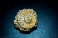 Small Fossilized Seashell