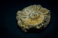 Small Fossilized Seashell