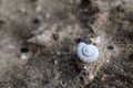 Ancient shells in the soil and sand