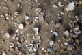 Ancient shells in the soil and sand