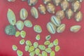 Ancient Siamese money, Cowries shell money used in Ayutthaya per