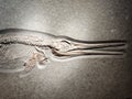 Ancient fossilized small ichthyosaur with shadow - mounted skeleton