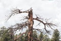 Ancient Snarled Tree at Bryce Canyon Royalty Free Stock Photo