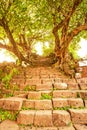 Ancient stairs and old Plumeria trees to the Vat Phou temple area