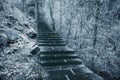 Ancient stairway in the mountain tropical forest.