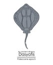 An ancient stingray Dasyatis Royalty Free Stock Photo