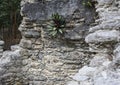 Ancient stone architecture relics at Coba Mayan Ruins, Mexico Royalty Free Stock Photo