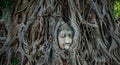 Ancient Buddha Head Emerging from the Gnarled Roots of a Banyan Tree statue sculpture Royalty Free Stock Photo