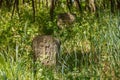 Ancient stone crosses of the Cossack cemetery in Trakhtemirov