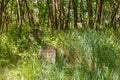 Ancient stone crosses of the Cossack cemetery in Trakhtemirov