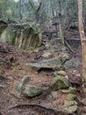 Ancient stone path through dense forest Royalty Free Stock Photo