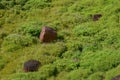 Ancient stone Pukao hats on green hillside, Easter Island Royalty Free Stock Photo