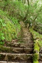 Ancient stone stairs in the forrest