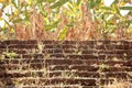 Ancient stone steps overgrown with grass Royalty Free Stock Photo