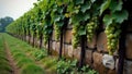 Ancient stone wall bordering a vineyard, weathered and covered in moss, with grapevines climbing and bearing fruit in the Royalty Free Stock Photo