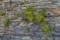 Ancient stone wall of a medieval castle, entwined with ivy Royalty Free Stock Photo