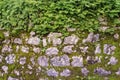 Stone wall overgrown with moss and plants, background Royalty Free Stock Photo