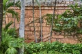 Ancient Stone Wall with Palm Trees and Creeping Vines, Tropical Garden Scene