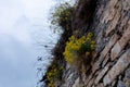 Ancient stone wall with plants growing on it Royalty Free Stock Photo