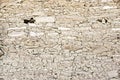 Mesa Verde Anasazi Stonework Background