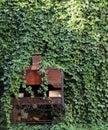 An ancient stove steeped in greenery