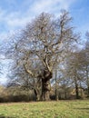 Ancient sweet chestnut tree with bare winter branches Royalty Free Stock Photo