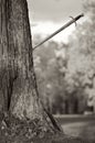 Ancient Sword will thrust in a tree Royalty Free Stock Photo