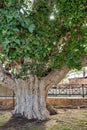 Ancient sycamore fig tree near Ayia Napa monastery, Cyprus