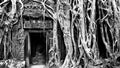 Ancient Ta Phrom Temple