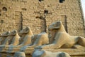 The Ancient Temple Complex of Karnak near Luxor in the Nile Valley in Egypt