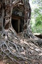 Ancient temple door entangled in old tree roots, Angkor Wat, Cambodia Royalty Free Stock Photo