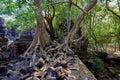 Destroyed by the rapid growth of trees and plants in the jungle. Ruins of the Temple Beng Mealea, Angkor, Siem Reap.