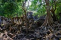 Destroyed by the rapid growth of trees and plants in the jungle. Ruins of the Temple Beng Mealea, Angkor, Siem Reap.