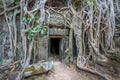 Ancient Temple Ruins of Ta Phrom, Cambodia