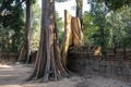 The ancient temple of Ta Prohm , Angkor , Cambodia