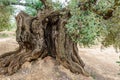 Ancient thousand-year-old olive tree trunk Royalty Free Stock Photo