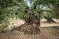 Ancient thousand-year-old olive tree trunk Royalty Free Stock Photo