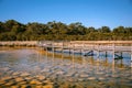 Boardwalk over ancient Thrombolites, Lake Clifton, Western Australia. View to shoreline with trees and clear blue sky background