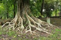 Ancient tree Royalty Free Stock Photo