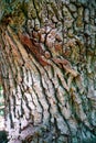 Ancient Tree Bark - Detailed Closeup Texture Royalty Free Stock Photo